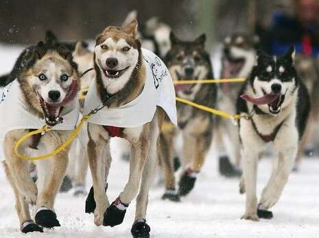 �����: ������