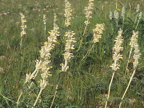 צילום: ד''ר אורי פרגמן-ספיר צילום: ד''ר אורי פרגמן-ספיר