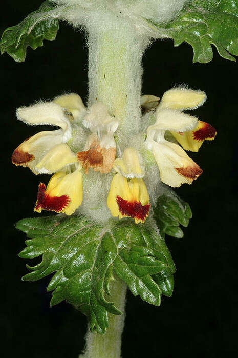 צילום: ד''ר אורי פרגמן-ספיר צילום: ד''ר אורי פרגמן-ספיר