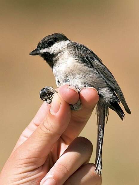 �����:  ���� �����, ����� ����� ����