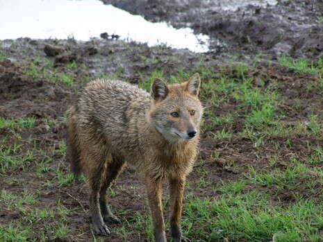 צילום: דובי זכאי צילום: דובי זכאי