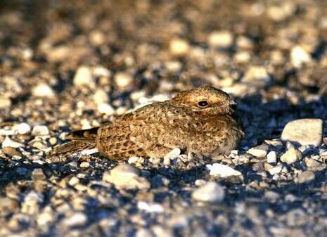 �����: ���� �����