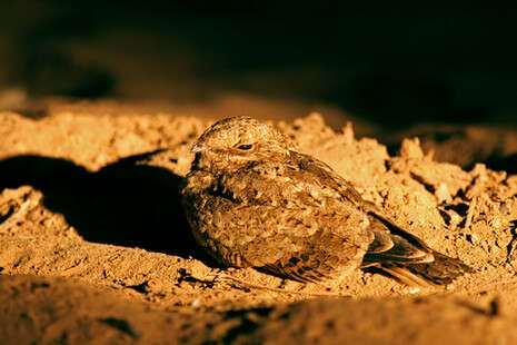 �����: ���� �����