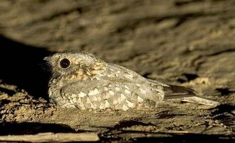 �����: ���� �����