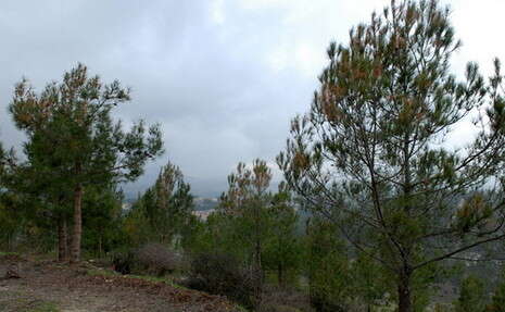 �����: ��� �����