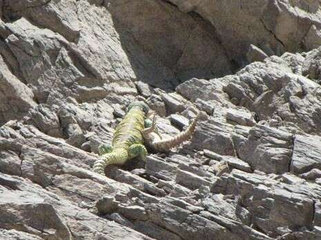 �����: ��� �����, ���� ���� ������