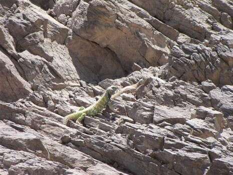 �����: ��� �����, ���� ���� ������