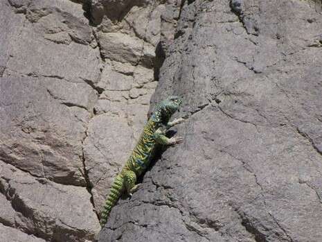 �����: ��� �����, ���� ���� ������