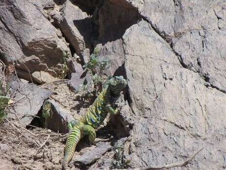 �����: ��� �����, ���� ���� ������