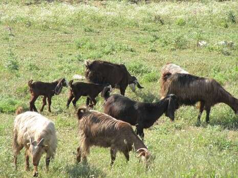 צילום: יח''צ צילום: יח''צ