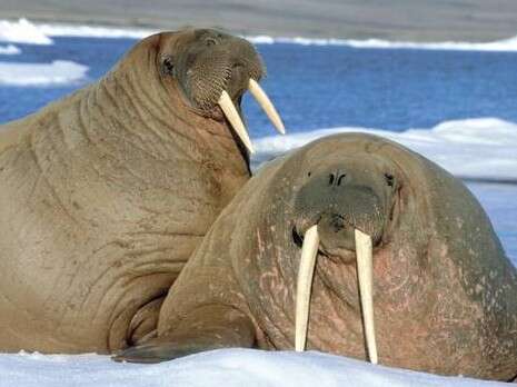 צילום: גטי אימג'ס צילום: גטי אימג'ס