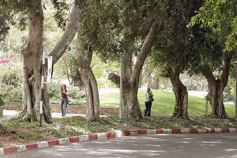 �����: ���� ���