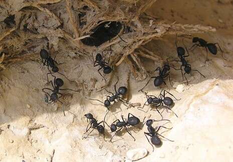 �����: ����� ����