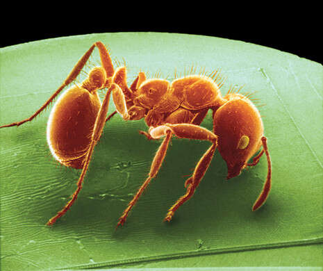 צילום: גטי אימג'ס צילום: גטי אימג'ס