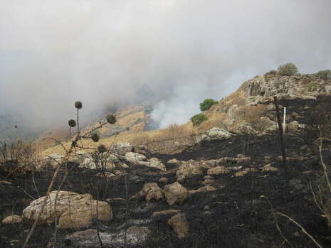 צילום: אסנת איתן, רשות הטבע והגנים צילום: אסנת איתן, רשות הטבע והגנים