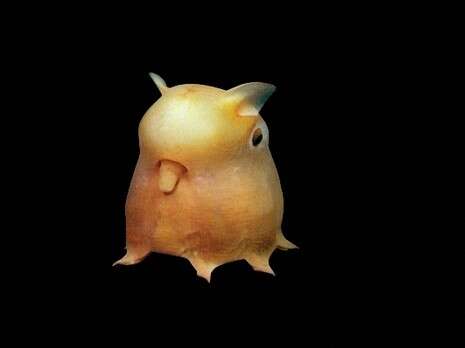 צילום: 1999 MBARI, THE DEEP, Claire Nouvian צילום: 1999 MBARI, THE DEEP, Claire Nouvian