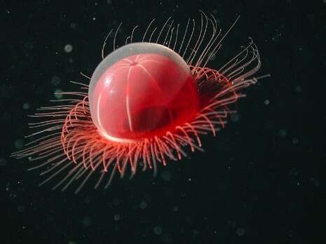 צילום: 2002 MBARI, THE DEEP, Claire Nouvian צילום: 2002 MBARI, THE DEEP, Claire Nouvian
