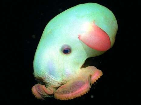 צילום: 2003 MBARI, THE DEEP, Claire Nouvian צילום: 2003 MBARI, THE DEEP, Claire Nouvian