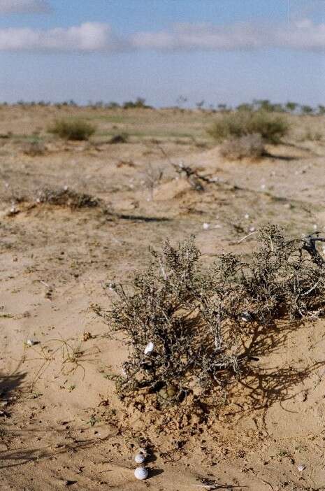 צילום: בעז שחם צילום: בעז שחם