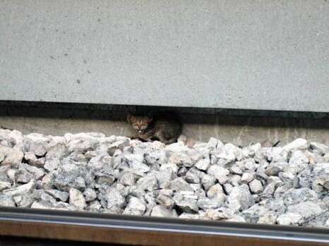 צילום: אייל גטניו צילום: אייל גטניו