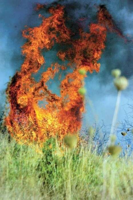 צילום: יהונתן שאול צילום: יהונתן שאול