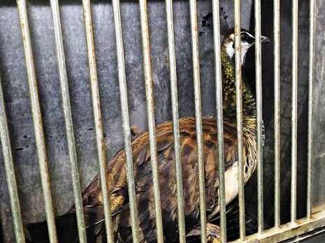 צילום: יגאל לוי צילום: יגאל לוי