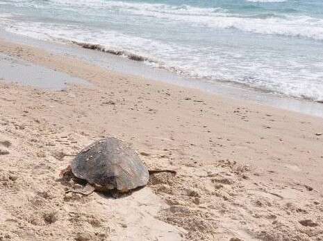 �����: ���� ���, ���� ���� ������