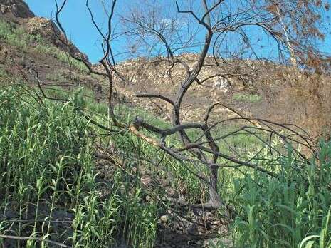 צילום: חמד אלמקת צילום: חמד אלמקת