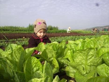 צילום באדיבות שדה שפע-חוקוק צילום באדיבות שדה שפע-חוקוק