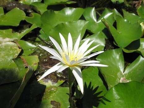 צילום: ד''ר יובל ספיר צילום: ד''ר יובל ספיר