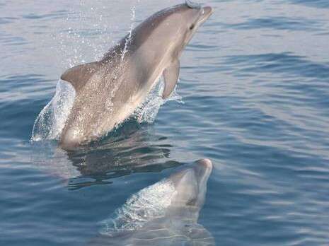 �����: ����� ������