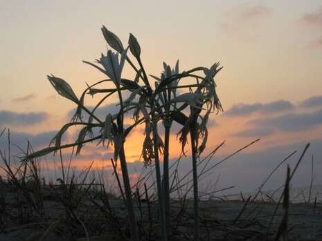 צילום: הלל גלזמן, רשות הטבע והגנים צילום: הלל גלזמן, רשות הטבע והגנים