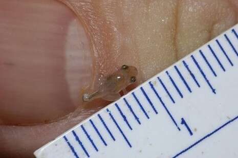 �����: ������