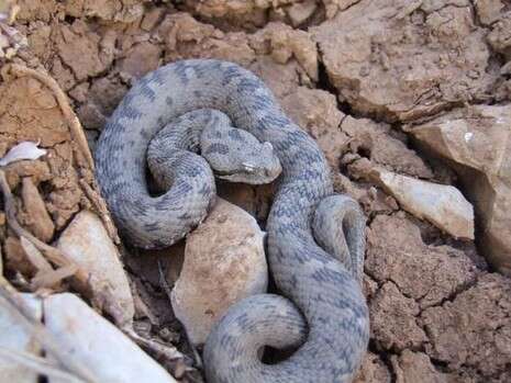 �����: ��� ���