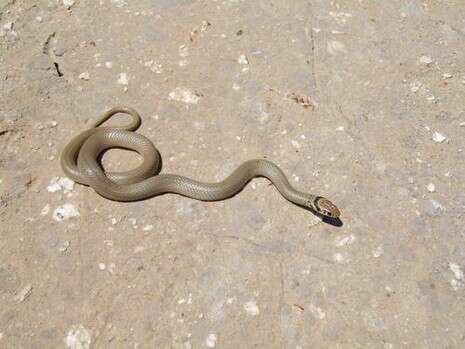 �����: ��� ���