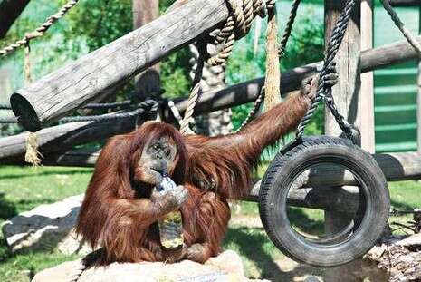 צילום: אלכס רוזקובסקי צילום: אלכס רוזקובסקי