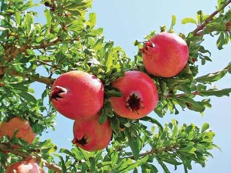 צילום: דובי זכאי צילום: דובי זכאי