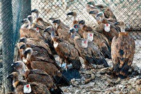 �����: ���-��-��