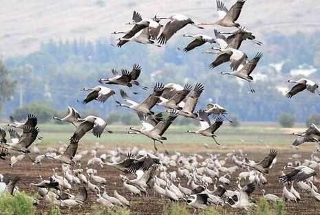 צילום: חמד אלמקת צילום: חמד אלמקת