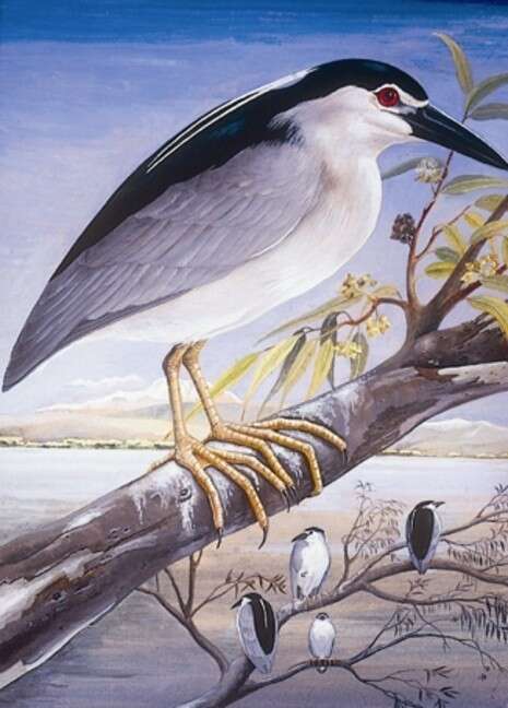 ציור: אריה חצור, באדיבות משפחת חצור ציור: אריה חצור, באדיבות משפחת חצור