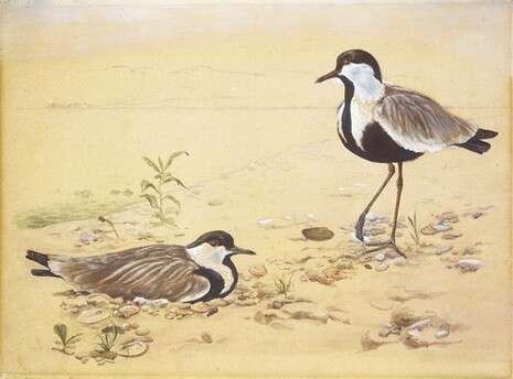 ציור: אריה חצור, באדיבות משפחת חצור ציור: אריה חצור, באדיבות משפחת חצור