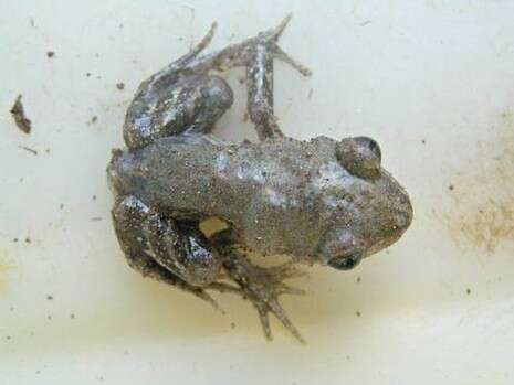 צילום: בועז אידלוביצי צילום: בועז אידלוביצי