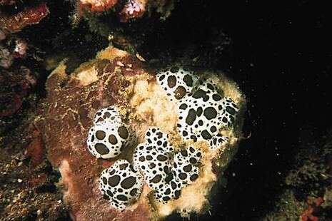 צילום: רמי קליין צילום: רמי קליין