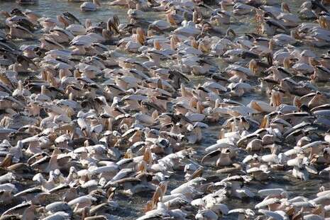 צילום: בן רוזנברג צילום: בן רוזנברג