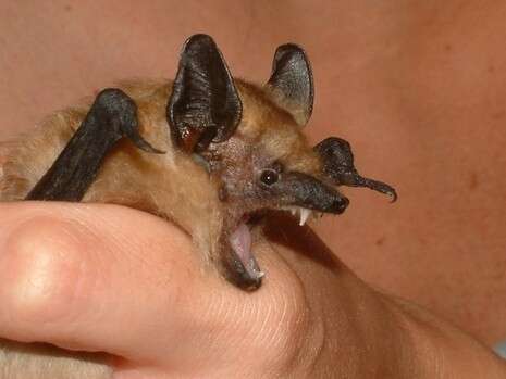 צילום: ד''ר בני שלמון, רשות הטבע והגנים צילום: ד''ר בני שלמון, רשות הטבע והגנים