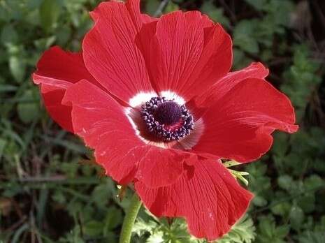 צילום: נתן אמסטר צילום: נתן אמסטר