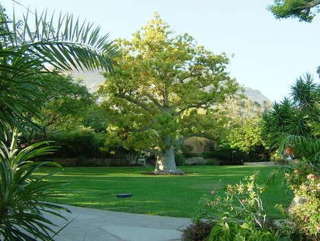 דובי זכאי דובי זכאי