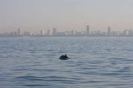 צילום: ד''ר אביעד שיינין צילום: ד''ר אביעד שיינין