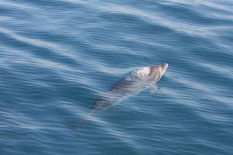 צילום: ד''ר אביעד שיינין צילום: ד''ר אביעד שיינין