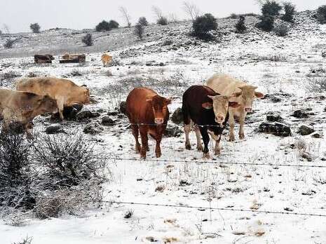 �����: ���� ���